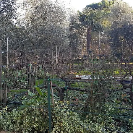Bed & Breakfast Orto Degli Ulivi *