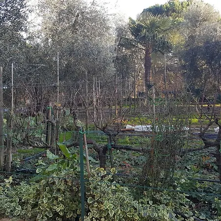 Alojamento de Acomodação e Pequeno-almoço Orto Degli Ulivi *
