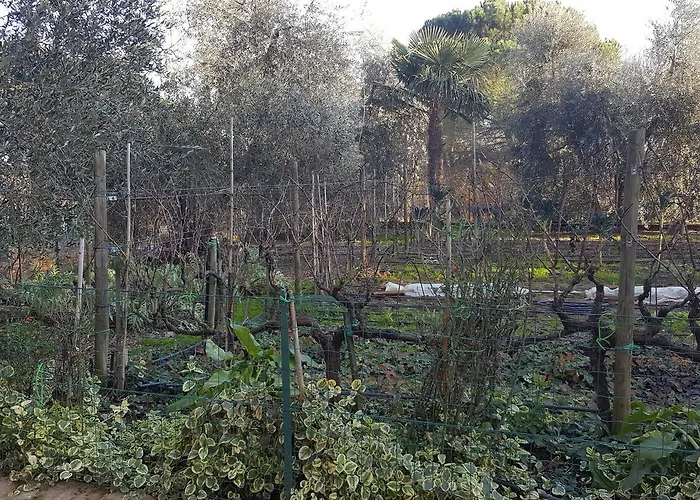 Alojamento de Acomodação e Pequeno-almoço Orto Degli Ulivi *